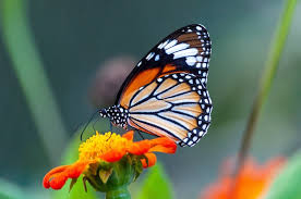 Your Image